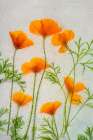 California poppies in ice Art Print